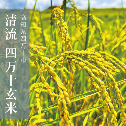 四万十玄米珈琲