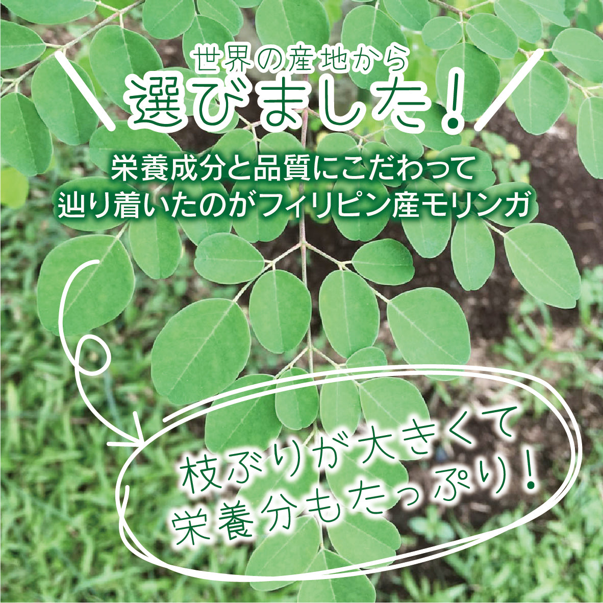 SALA　サラッとおいしいモリンガ青汁