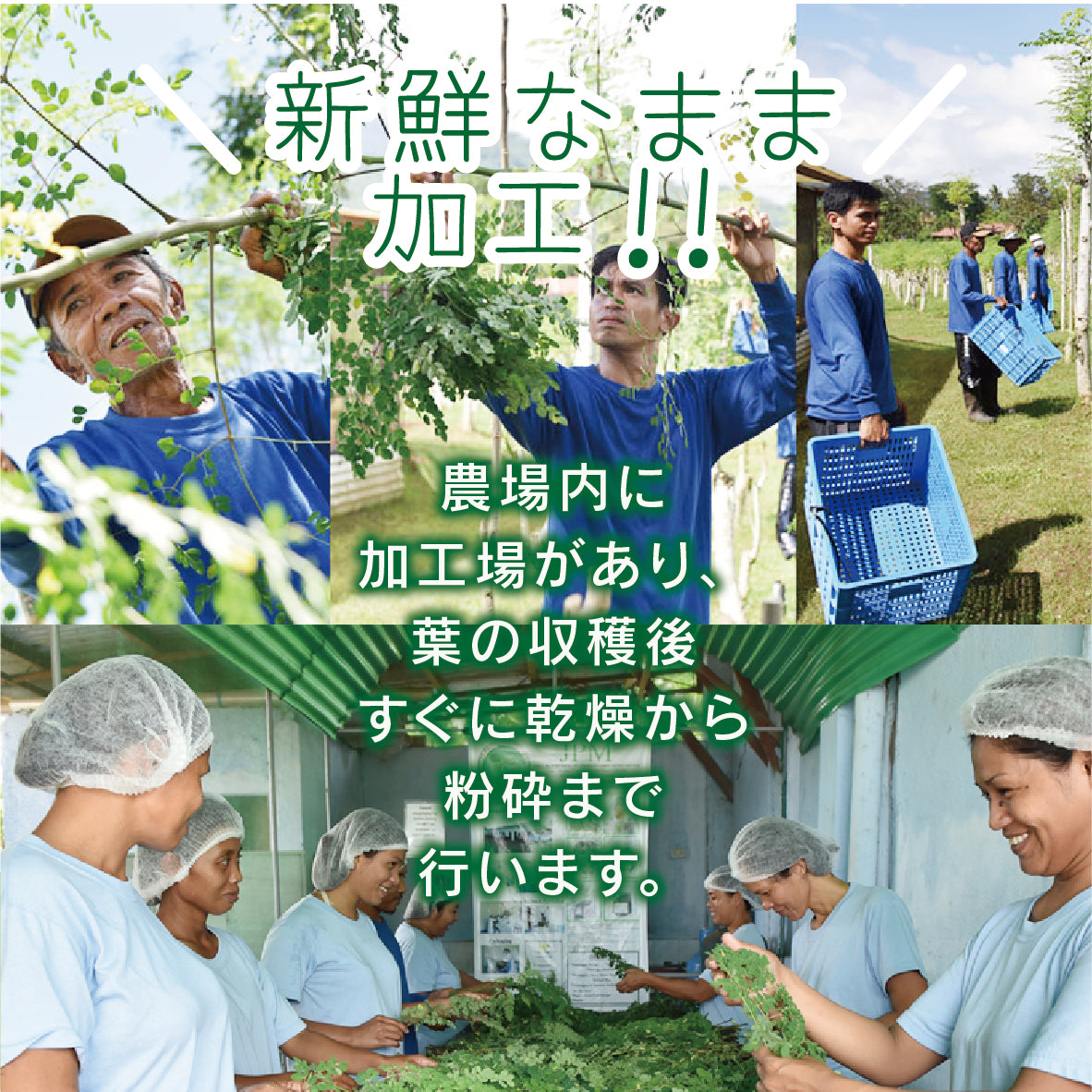 SALA　サラッとおいしいモリンガ青汁